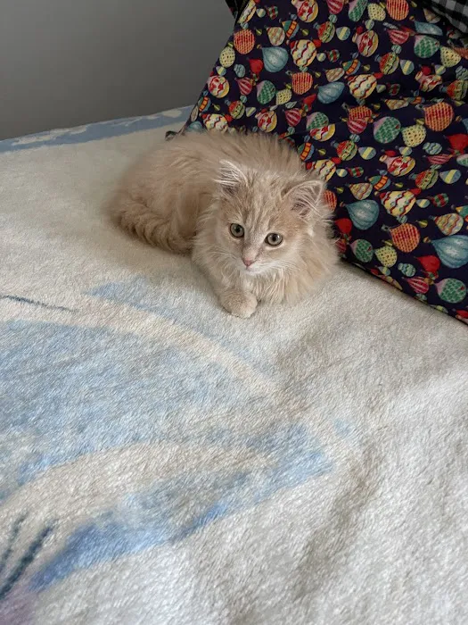 Central Spay Neuter and Wellness Clinic 8