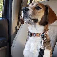 Central Spay Neuter and Wellness Clinic ico