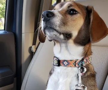 Central Spay Neuter and Wellness Clinic