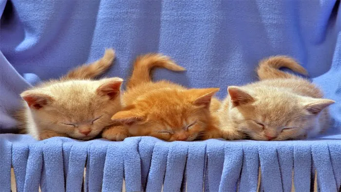 Cat Care Hospital 10
