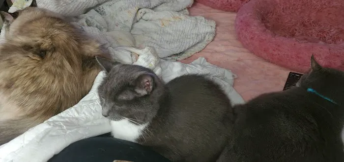 Cat Care Hospital 9
