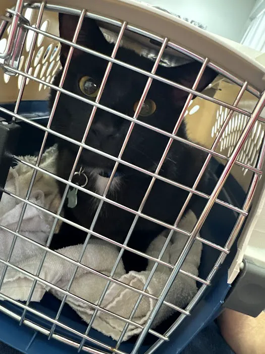 Cat Care Hospital 6
