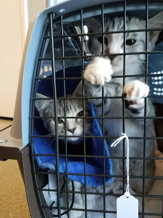 Cat Care Hospital 4