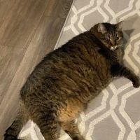 Cat Care Hospital ico