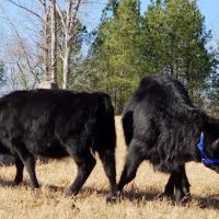 Tri County Veterinary Services Pa: Wells T DVM ico