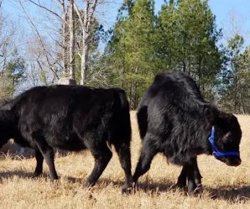Tri County Veterinary Services Pa: Wells T DVM