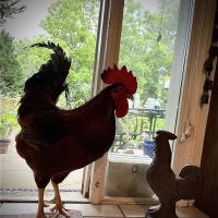 Tri County Veterinary Service ico