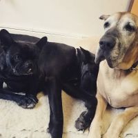 Hill Creek Veterinary Hospital ico