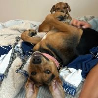 Haw River Animal Hospital ico