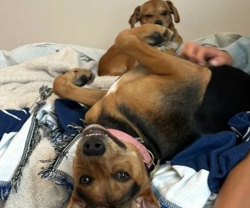 Haw River Animal Hospital