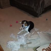 Jordan Lake Animal Hospital ico