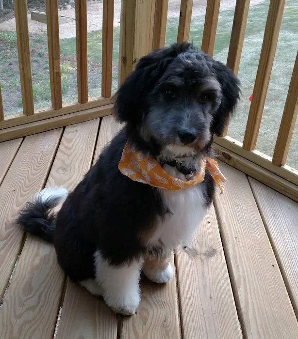 Jordan Lake Animal Hospital 4