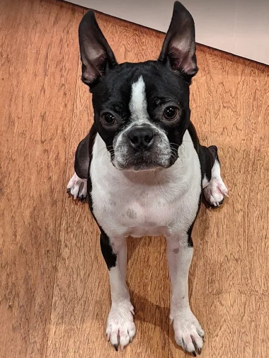 Pittsboro Animal Hospital 10