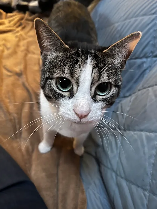 Pittsboro Animal Hospital 6