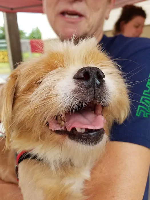 Pittsboro Animal Hospital 7