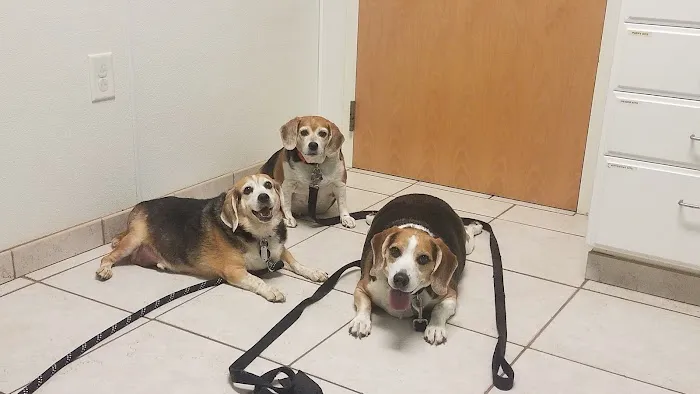 All Animals Veterinary Hospital 7