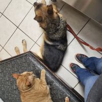 All Animals Veterinary Hospital ico
