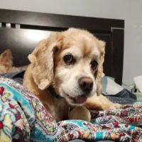 Hope Crossing Animal Hospital ico