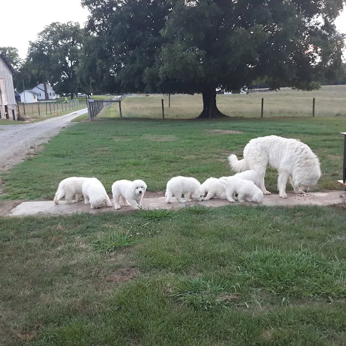Hope Crossing Animal Hospital 4