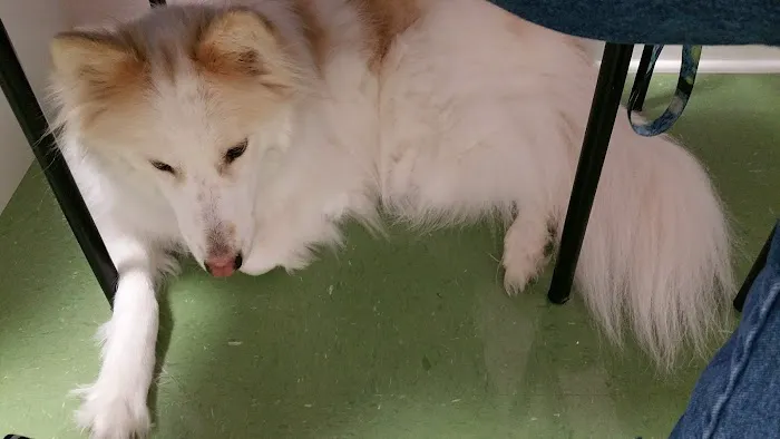 Hope Crossing Animal Hospital 5