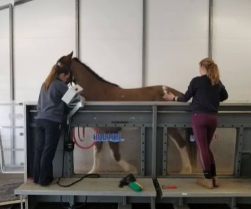 Denali Equine
