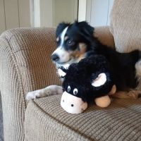 Companion Animal Hospital- Vet Clinic Montgomery City MO ico