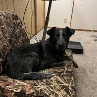 Troy & Wentzville Veterinary Clinics ico