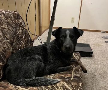 Troy & Wentzville Veterinary Clinics