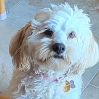 Ben Lomond Animal Clinic ico