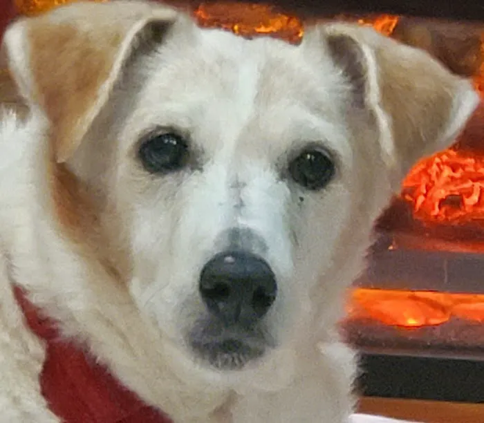 Ben Lomond Animal Clinic 12