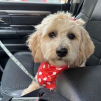 North Ogden Animal Hospital ico
