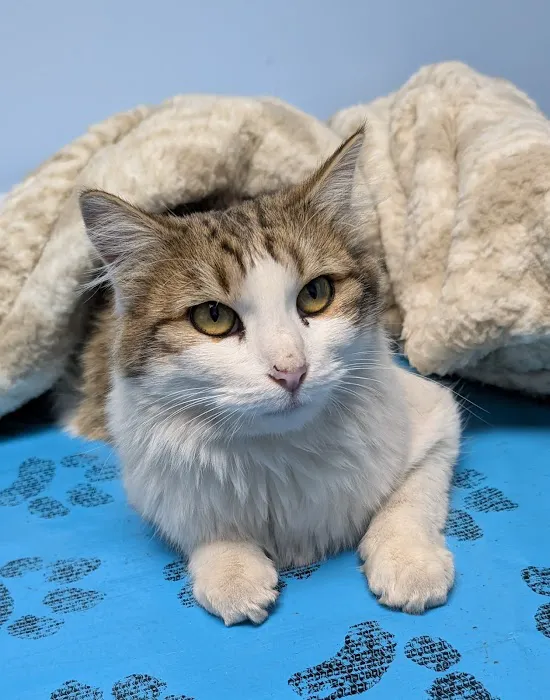 Millcreek Animal Hospital 12