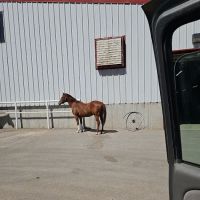 South Valley Equine - Heritage Location ico