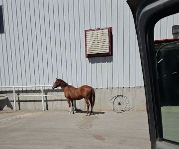 South Valley Equine - Heritage Location