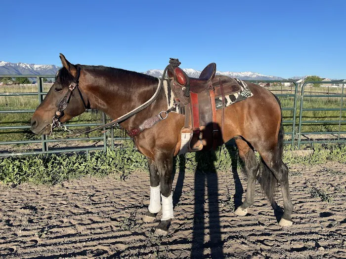 South Valley Equine - Heritage Location 12