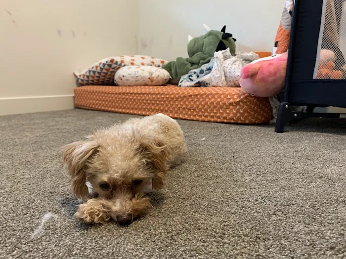 Farr West Animal Hospital 12