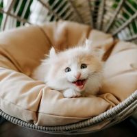 Farr West Animal Hospital ico