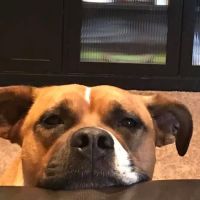 Coldwater Animal Hospital ico