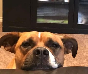 Coldwater Animal Hospital