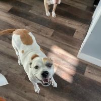 Priority Pet Care Veterinary Hospital ico