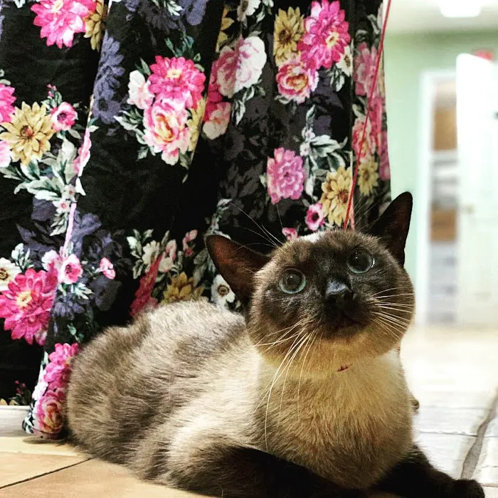 Camden Veterinary Clinic 7