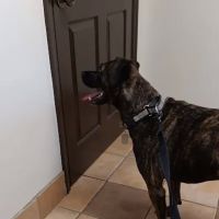Camden Veterinary Clinic ico