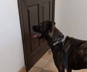 Camden Veterinary Clinic