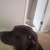 Veterinary Clinic US Naval Station Kings Bay GA ico