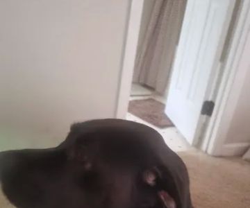Veterinary Clinic US Naval Station Kings Bay GA