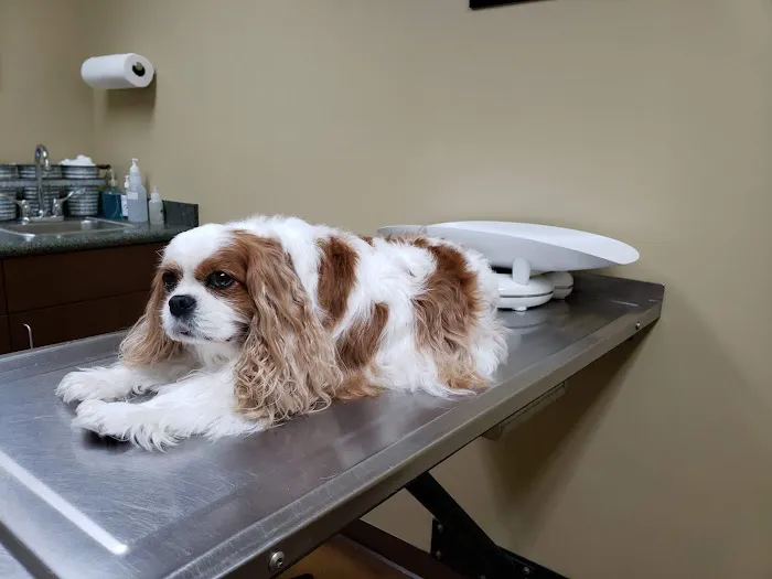 Laurel Oaks Animal Hospital 2