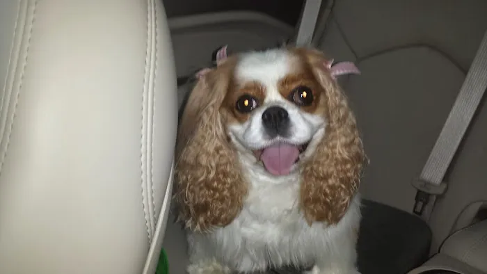 Laurel Oaks Animal Hospital 1