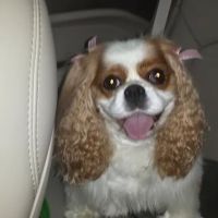 Laurel Oaks Animal Hospital ico