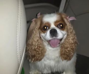 Laurel Oaks Animal Hospital