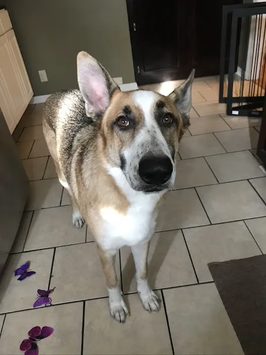 Laurel Oaks Animal Hospital 4